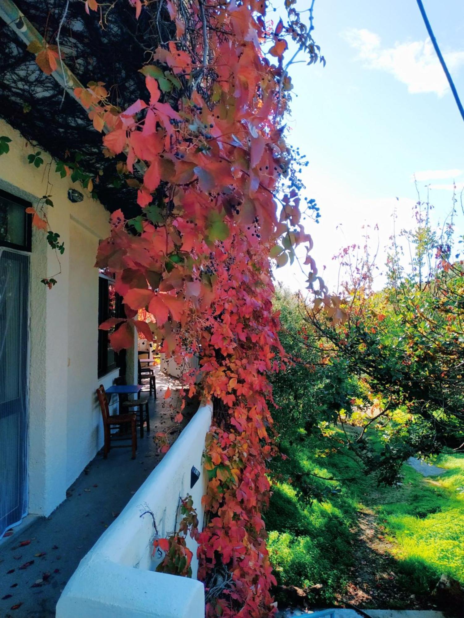 Oleander'S Garden Traditional Cretan Cottage Ferma Extérieur photo